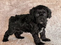 Cavapoo