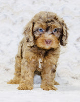 Cavapoo