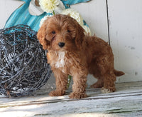 Cavapoo