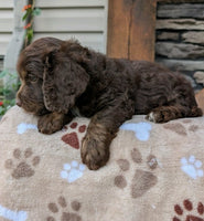Cavapoo