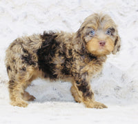Cavapoo