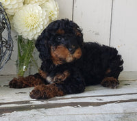 Cavapoo