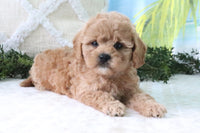 Cavapoo