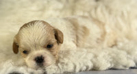Cavapoo