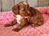 Cavapoo