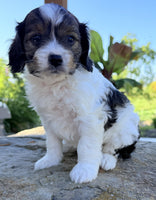 Cavapoo