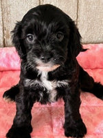 Cavapoo