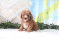 Cavapoo