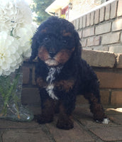 Cavapoo