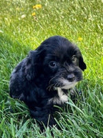 Cavapoo