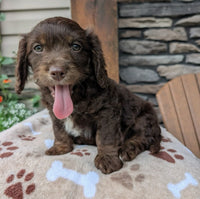 Cavapoo