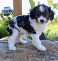 Cavapoo