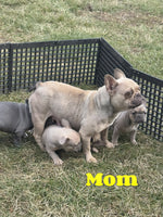 Hayden Male AKC French Bulldog $2300