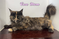 Apollo Male Maine Coon $2500