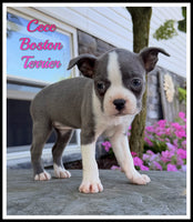 Cece Female Boston Terrier $900