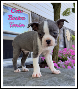 Boston Terrier