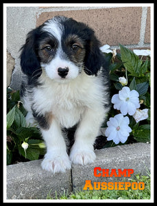 Mini Aussiepoo