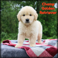 Champ Male AKC Golden Retriever $1350