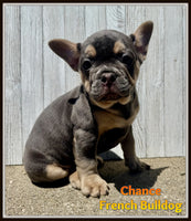 Chance Male AKC French Bulldog $1000