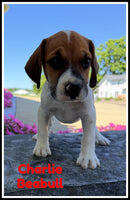 Charlie Male Beabull $950