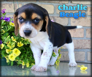 Beagle