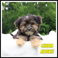 Charm Male Morkie $850