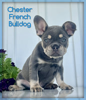 French Bulldog