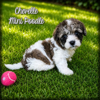 Chevelle Female Mini Poodle $950