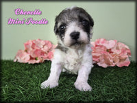 Mini Poodle