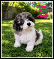 Mini Poodle
