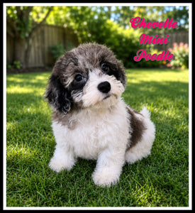 Mini Poodle