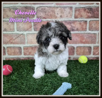 Chevelle Female Mini Poodle $950