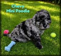 Chevy Male Mini Poodle $950
