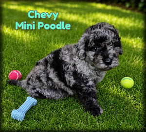 Chevy Male Mini Poodle $950