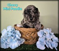 Chevy Male Mini Poodle $950