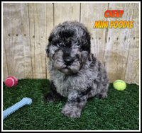 Chevy Male Mini Poodle $950