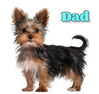 Chico Male Yorkshire Terrier $1200