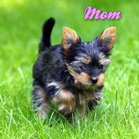 Chico Male Yorkshire Terrier $1200