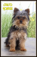 Yorkshire Terrier
