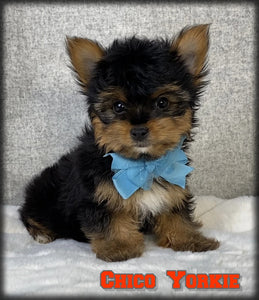 Yorkshire Terrier