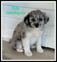 Chip Male Mini Aussiepoo $849