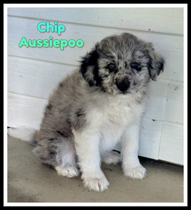 Mini Aussiepoo
