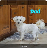 Vance Male Morkie $1200
