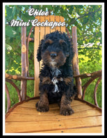 Mini Cockapoo