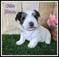 Chloe Female Biewer Terrier $3500