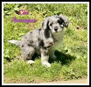 Mini Aussiepoo