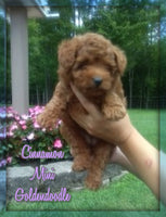 Mini Goldendoodle