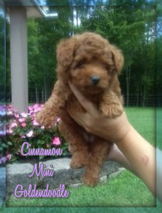 Mini Goldendoodle