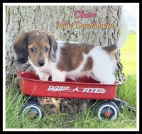 Mini Dachshund