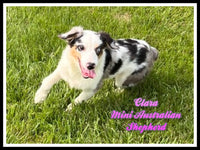 Mini Australian Shepherd